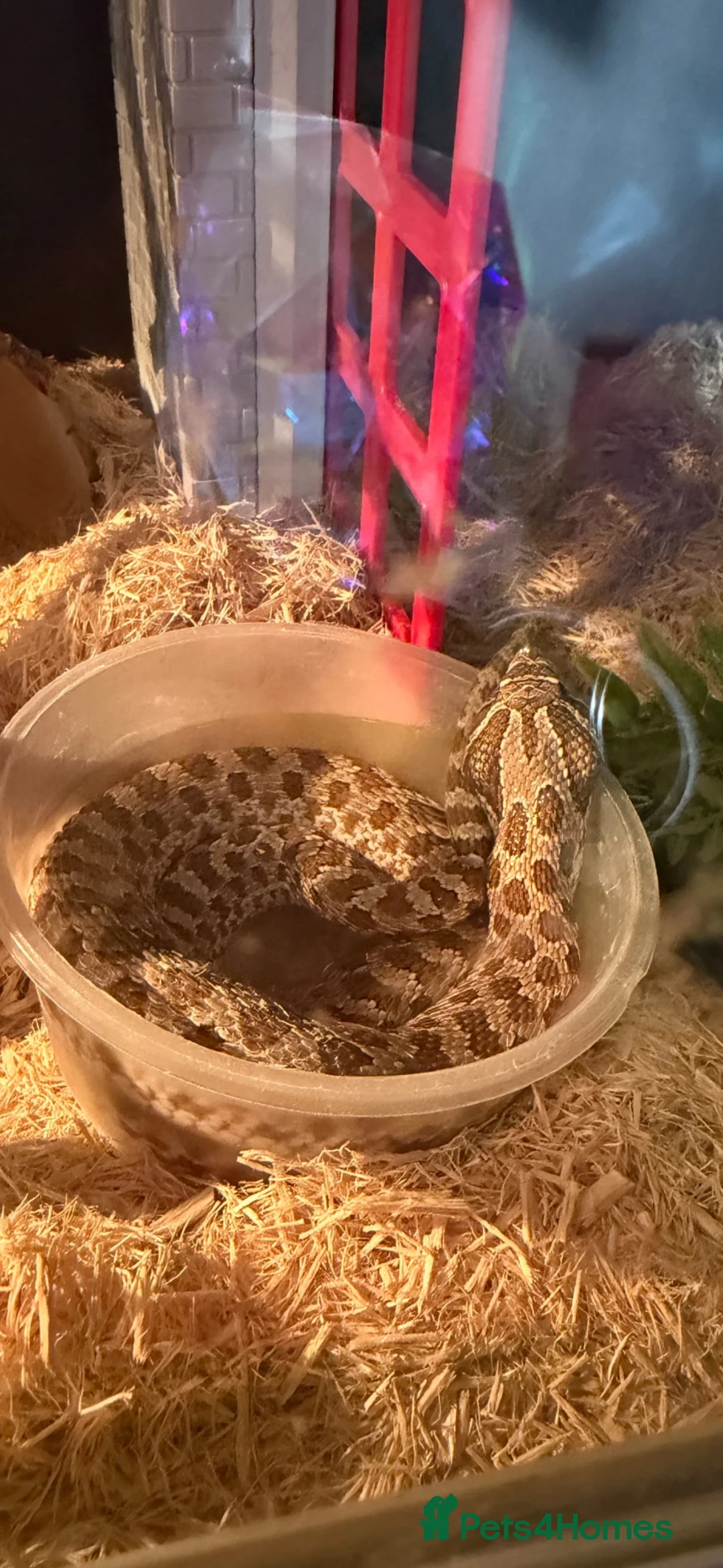 Snake reptiles for sale: Male Hognose Snake in Worcester - Advert 1