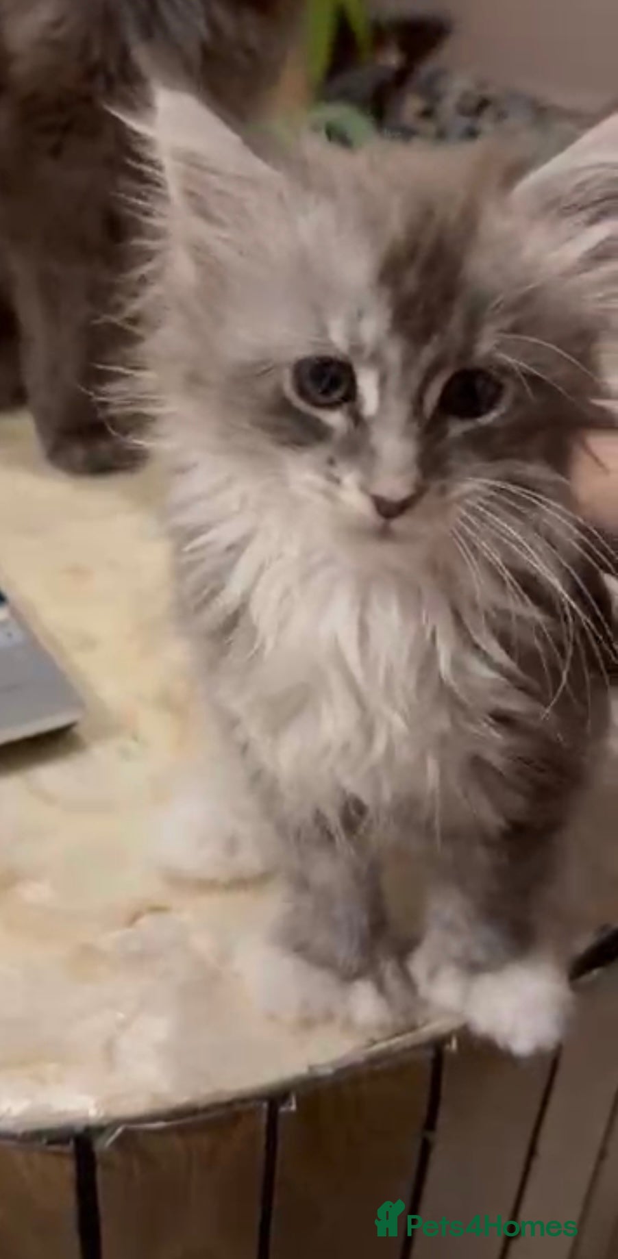 Maine Coon cats Maine coon TICA reg polydactyl girl blue white - Advert 8