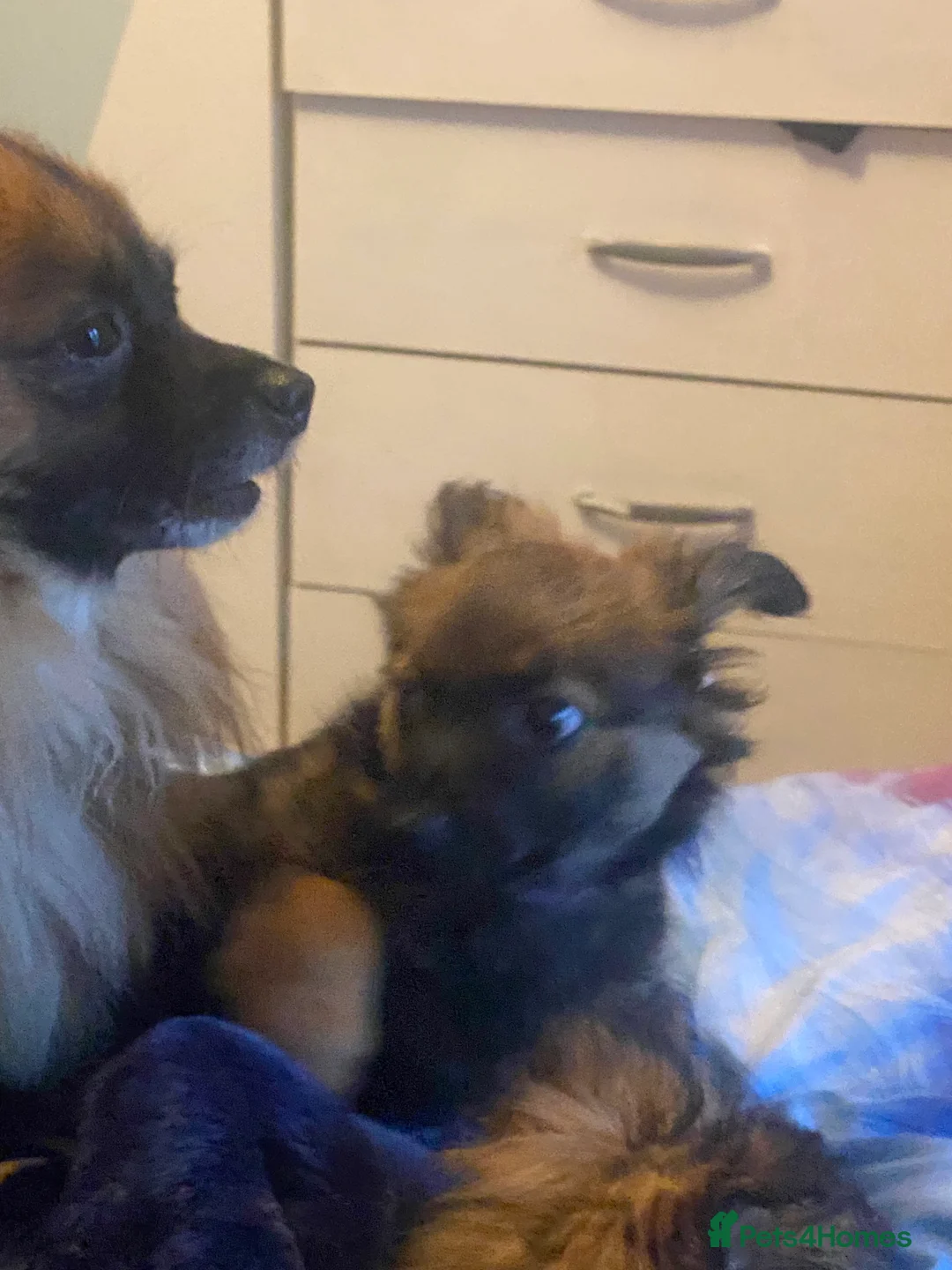 Mixed Breed dogs for sale: Maltipom puppies are now ready for new homes - Advert 12