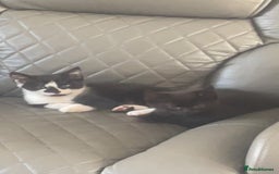 Bombay cats for sale: Girl black short hair cats  - Image 1