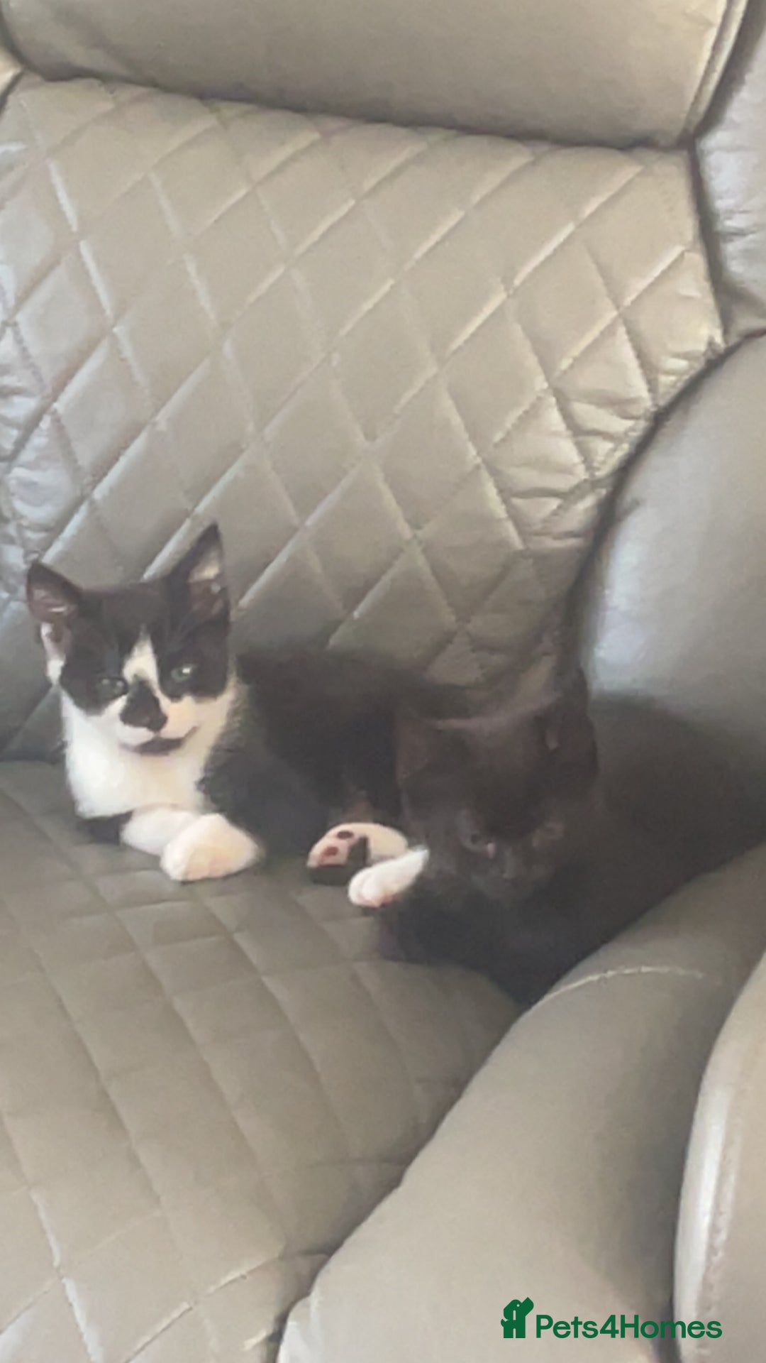 Bombay cats for sale: Girl black short hair cats  - Image 1