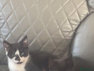 Bombay cats - Advert 15