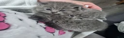 British Shorthair cats for sale: British shorthair kittens - Advert 3