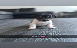 Jack Russell dogs for sale: Beautiful litter of Jack Russell pups - Image 7