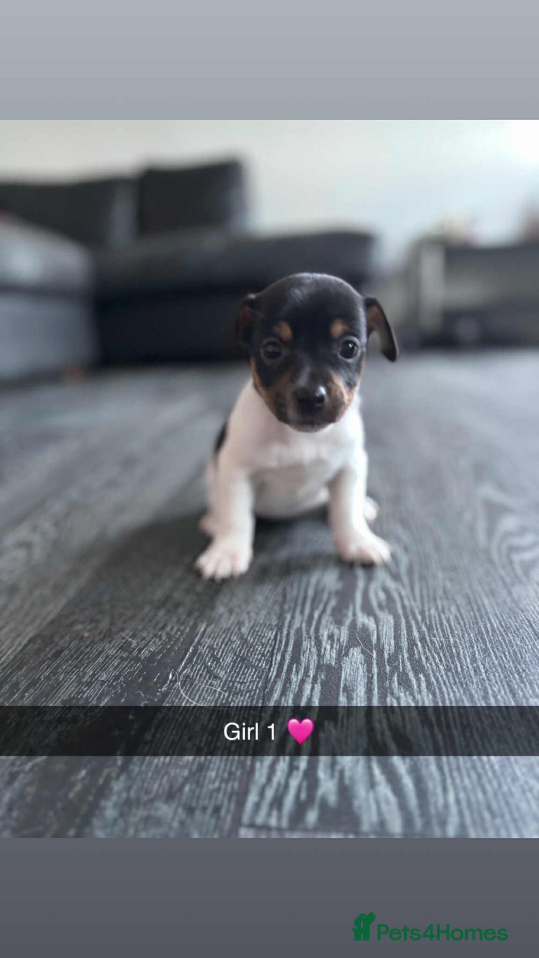 Jack Russell dogs for sale: Beautiful litter of Jack Russell pups - Image 7