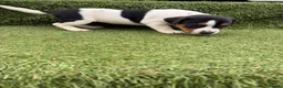 Jack Russell dogs for sale: Stunning Jack Russell‘s in Liskeard - Advert 14