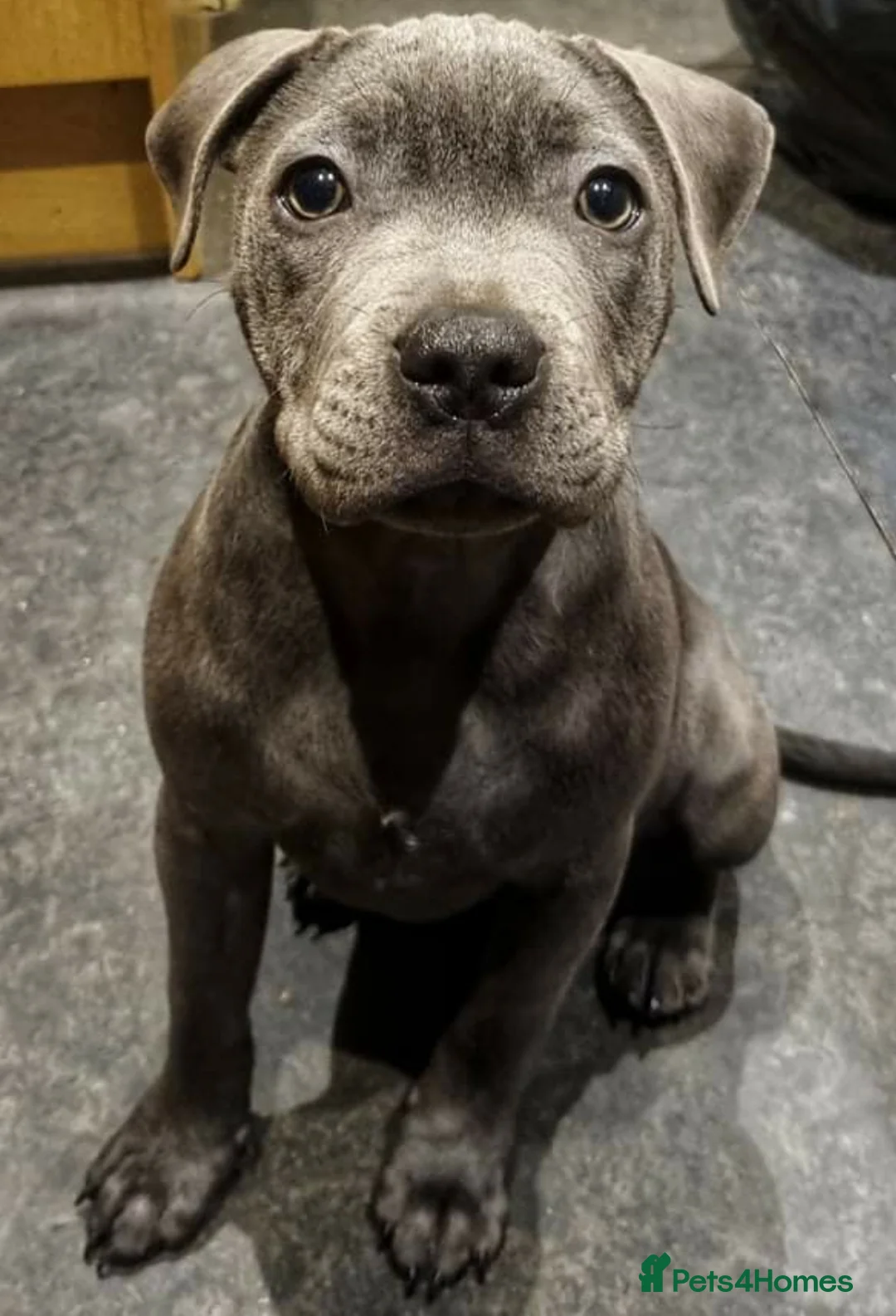 Staffordshire Bull Terrier dogs for stud: Best bloodlines in the UK Holds 20  CHAMPS PROVEN in Swansea - Advert 13