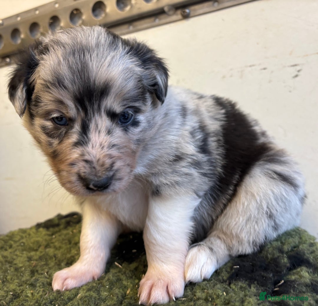 Border Collie dogs for sale: Border Collie Pups  - Image 1