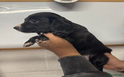 Sprocker dogs for sale: Sprocker Spaniel Pups- Ready To Go - Image 17