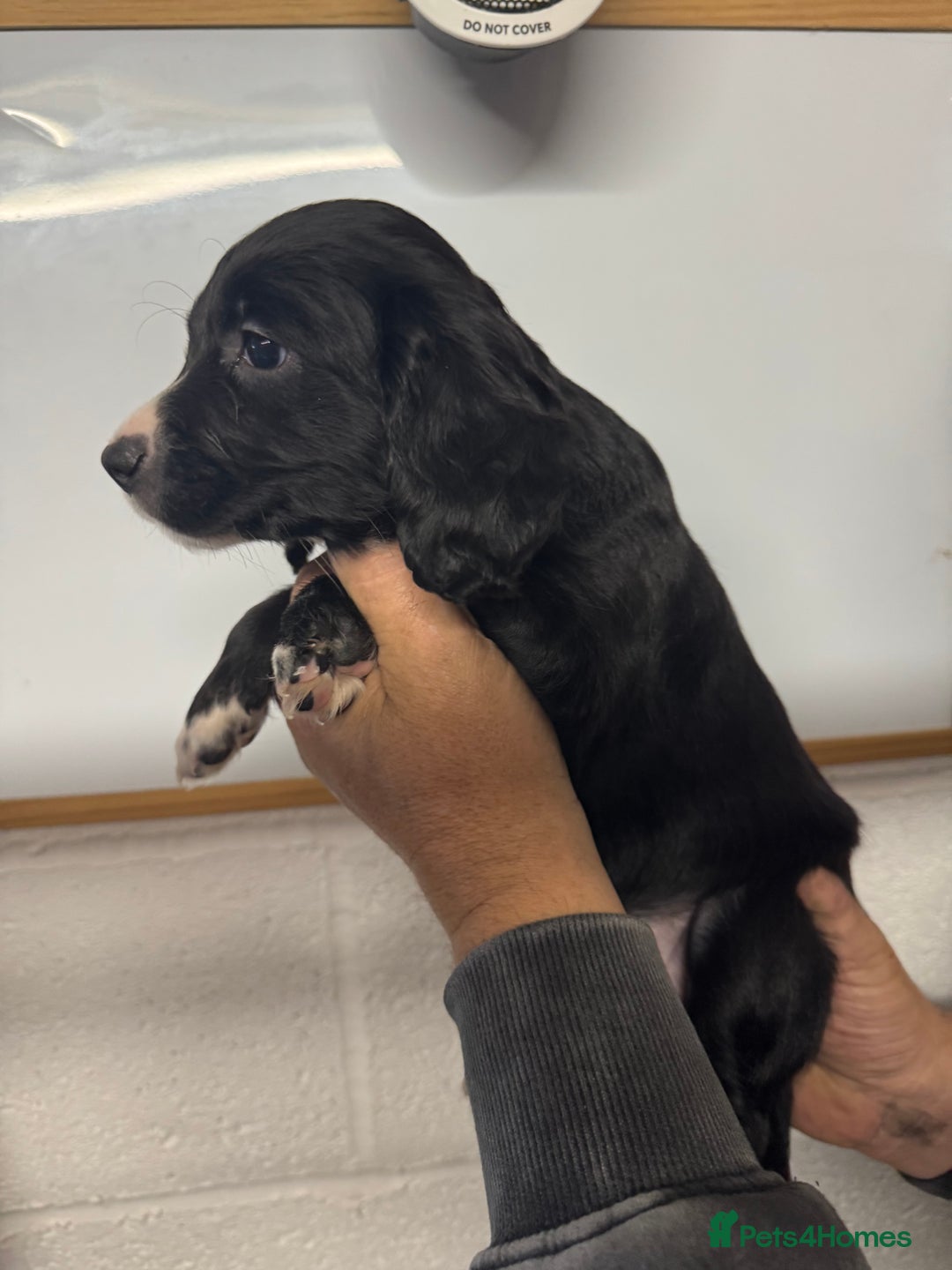 Sprocker dogs for sale: Sprocker Spaniel Pups- Ready To Go - Image 17