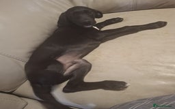 Mixed Breed dogs for sale: Puppies ready for their forever homes   in Grimsby - Image 12