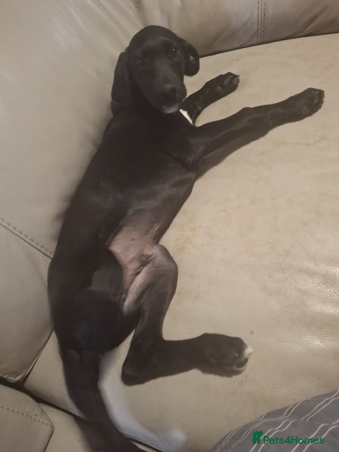 Mixed Breed dogs for sale: Puppies ready for their forever homes   in Grimsby - Image 12