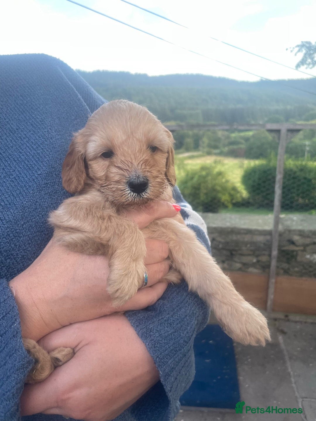 Aussiedoodle dogs for sale: Gorgeous Aussie Doodle Pups - Image 4