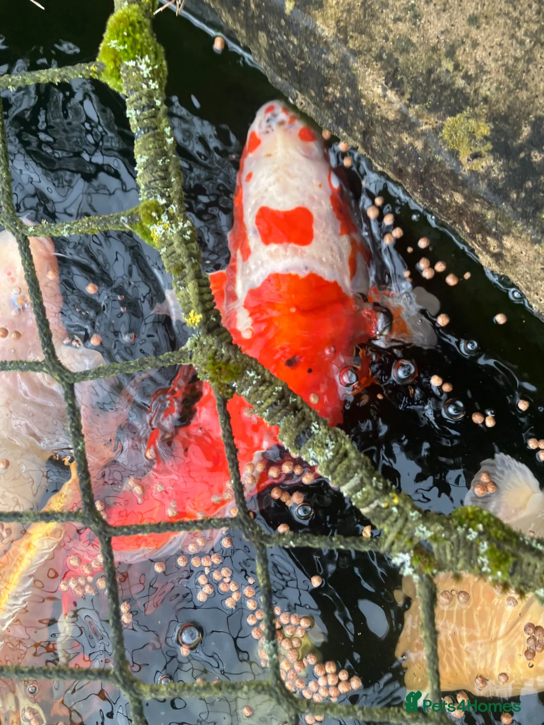 Koi Carp fish for sale: Koi Carp, Goldfish and Orfe’s in Chesterfield - Advert 2