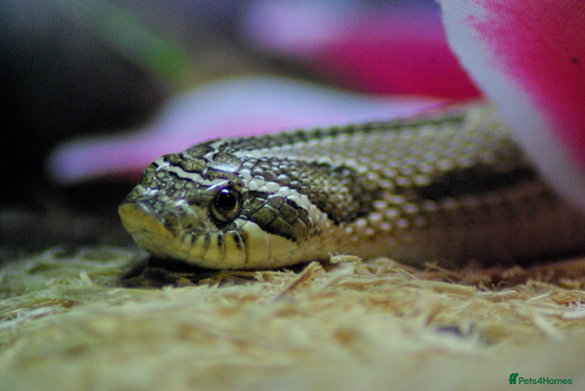 Snake reptiles Anaconda Heht Snow Hognose - Advert 9