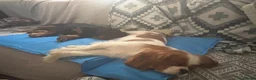 Cavalier King Charles Spaniel dogs for sale: King Charles cavalier heartbreaking sale in Eastleigh - Advert 5