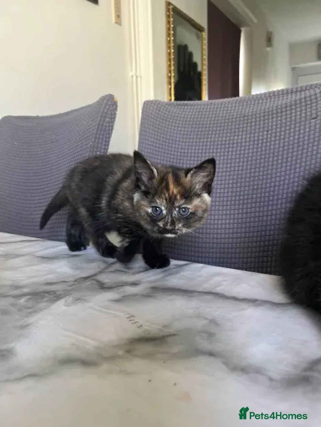 Ragdoll cats for sale: Beautiful Ragdoll Tortishell Kittens for sale! - Image 17