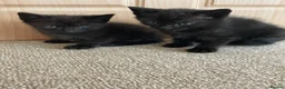Mixed Breed cats for sale: Gorgeous black kittens  - Advert 6