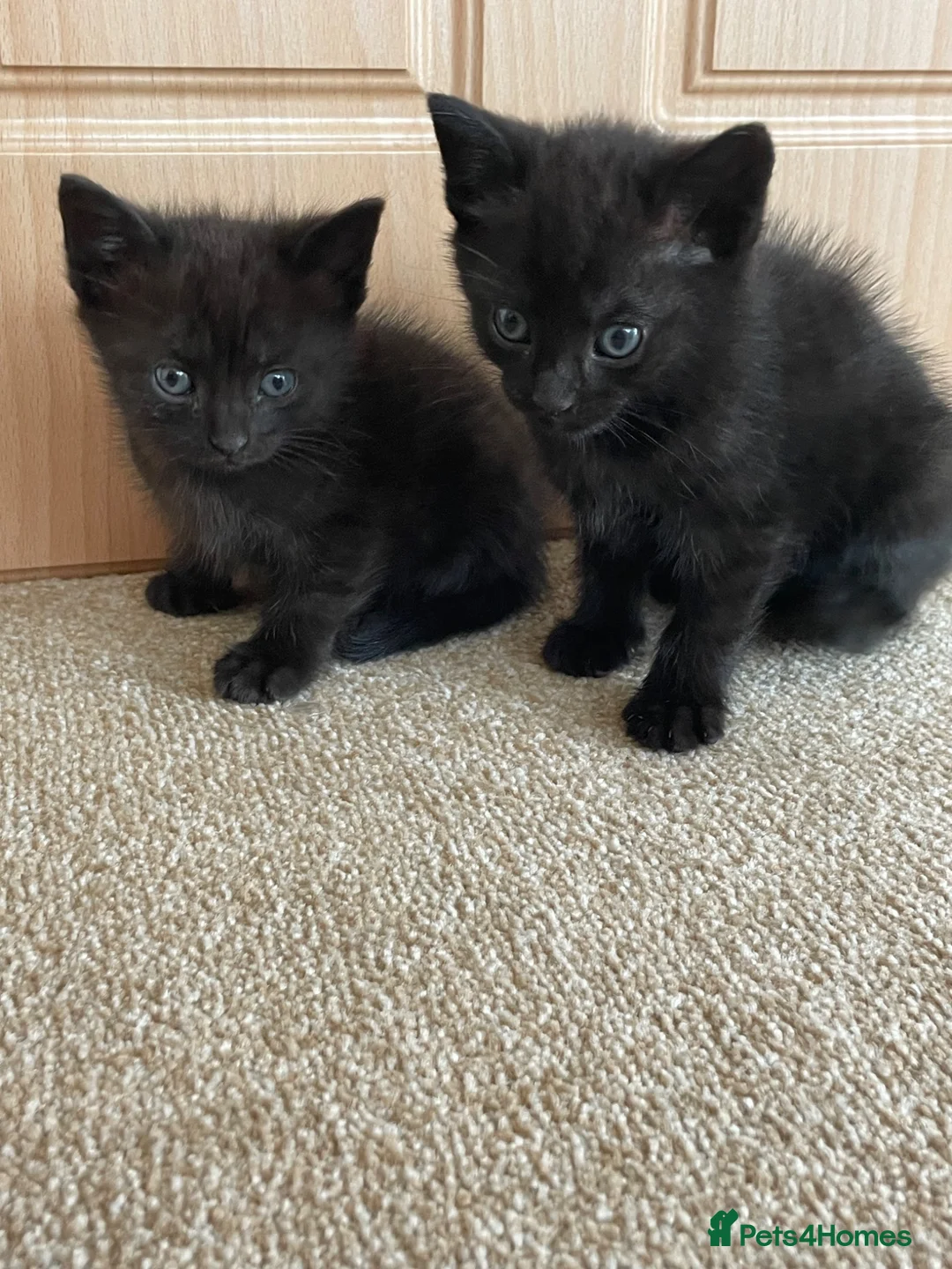 Mixed Breed cats for sale: Gorgeous black kittens  - Advert 6