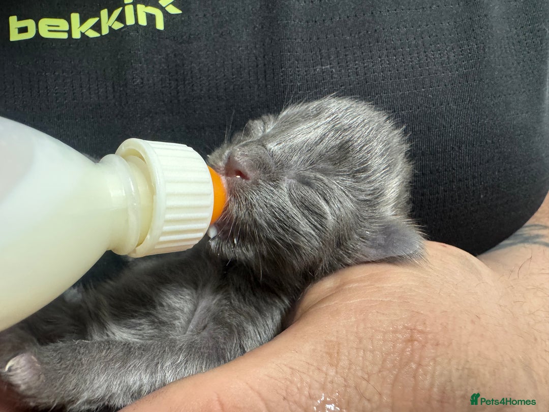 Maine Coon cats for sale: Mainecoon pure kittens  - Image 13