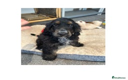 Cocker Spaniel dogs for sale: LAST TWO SHOW COCKER SPANIEL BOYS in Ely - Image 1