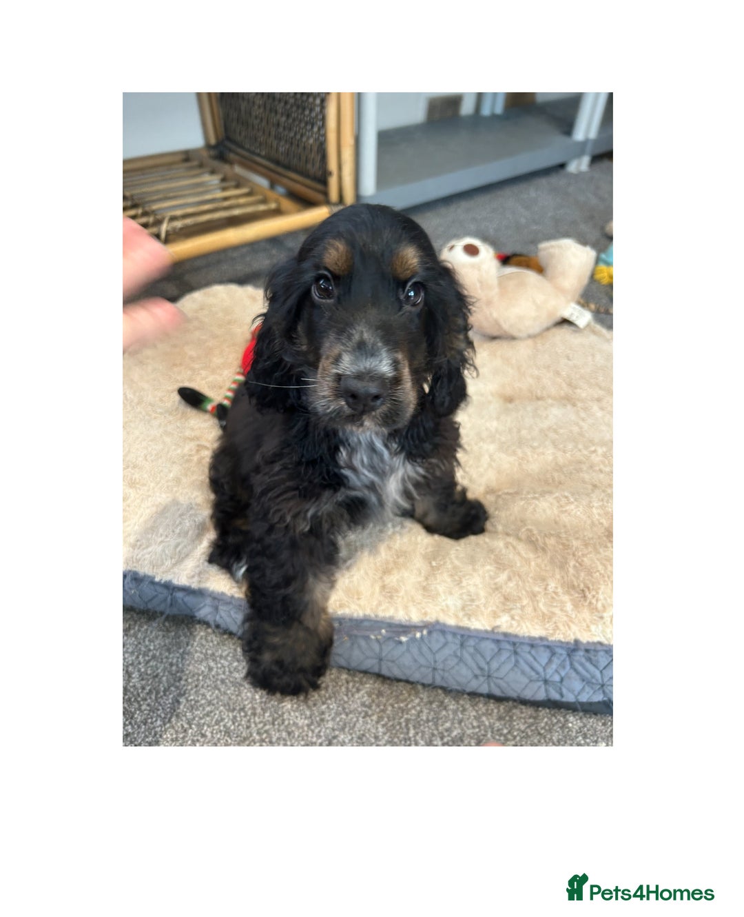Cocker Spaniel dogs for sale: LAST TWO SHOW COCKER SPANIEL BOYS in Ely - Image 1