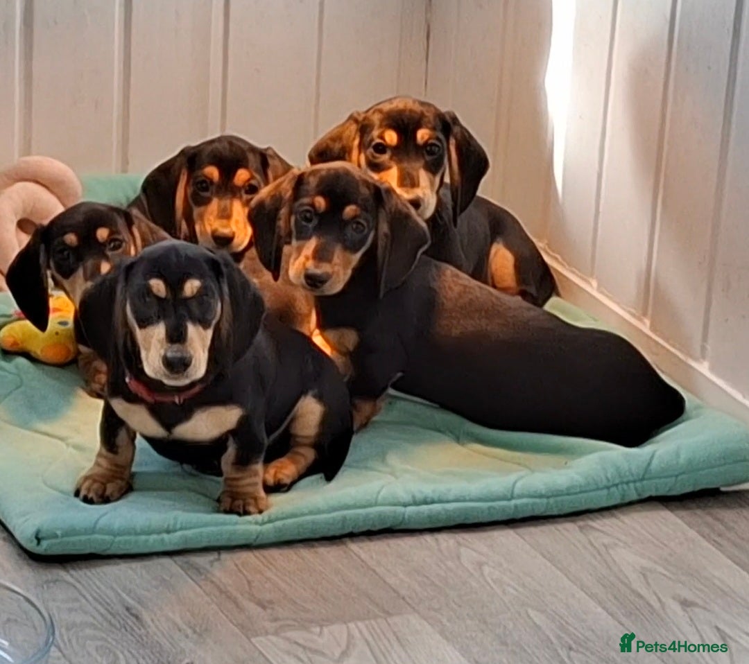 Miniature Dachshund dogs ❣️ REDUCED ❣️ Miniature Dachshund Puppies ❣️ - Advert 2