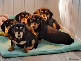 Miniature Dachshund dogs ❣️ REDUCED ❣️ Miniature Dachshund Puppies ❣️ - Advert 2