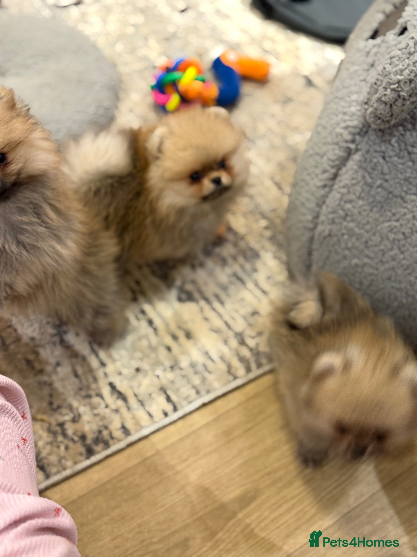 Pomeranian dogs for sale: Micro size teddy  face  - Advert 2