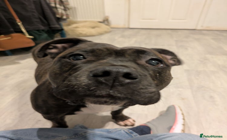 Staffordshire Bull Terrier dogs - Advert 7