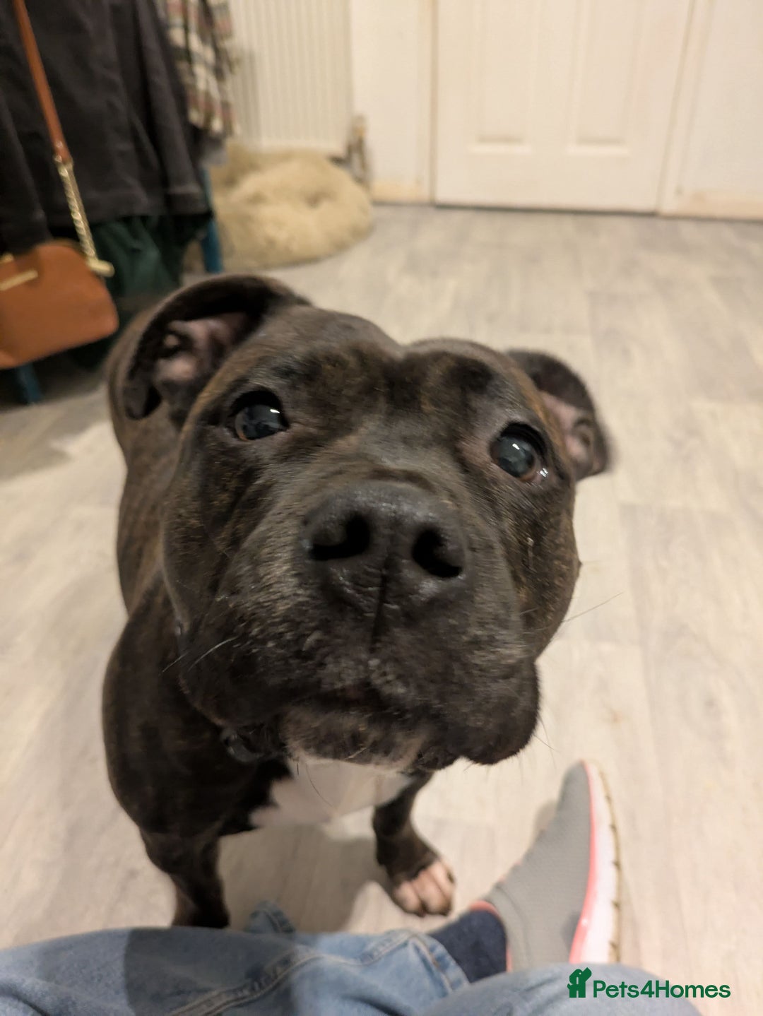 Staffordshire Bull Terrier dogs for sale: 3 yr old beautiful brindle staffy female - Image 1