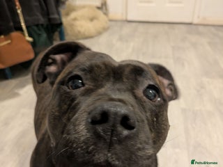 Staffordshire Bull Terrier dogs 4yr old beautiful brindle staffy female - Advert 11