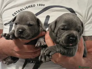 Staffordshire Bull Terrier dogs Stunning litter-champion bloodline - Advert 1