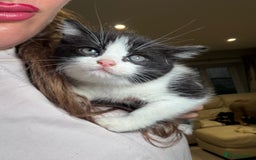 Mixed Breed cats for sale: Adorable Kittens Looking for Loving Homes  - Advert 2