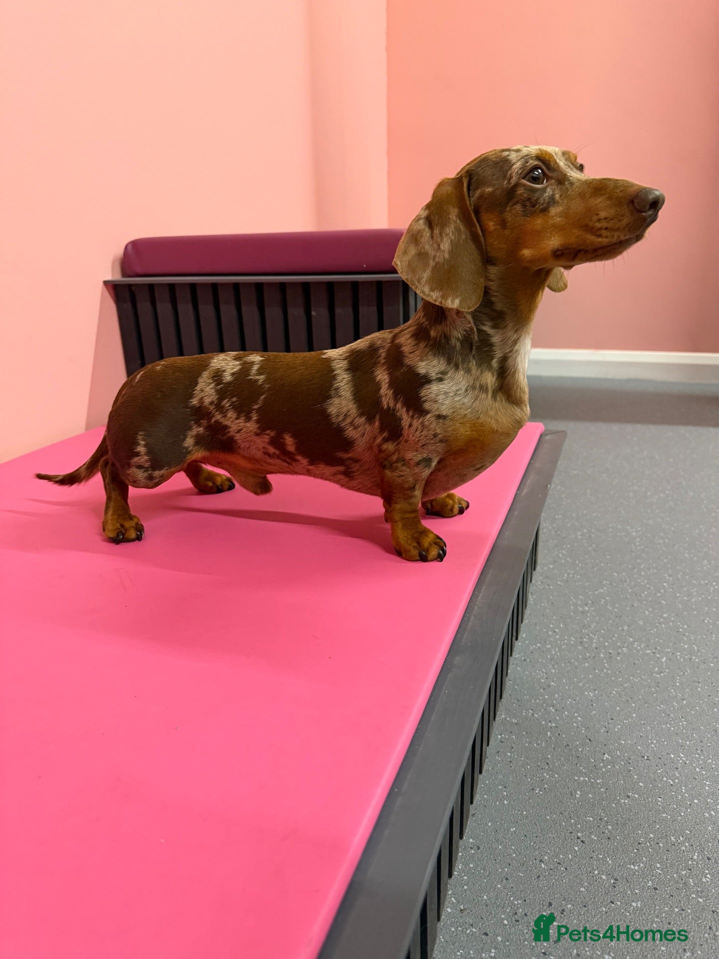 Dachshund dogs for stud: Chocolate dapple miniature dachshund for stud  - Advert 6
