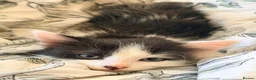 Mixed Breed cats for sale: Beautiful fluffy kittens  - Advert 4