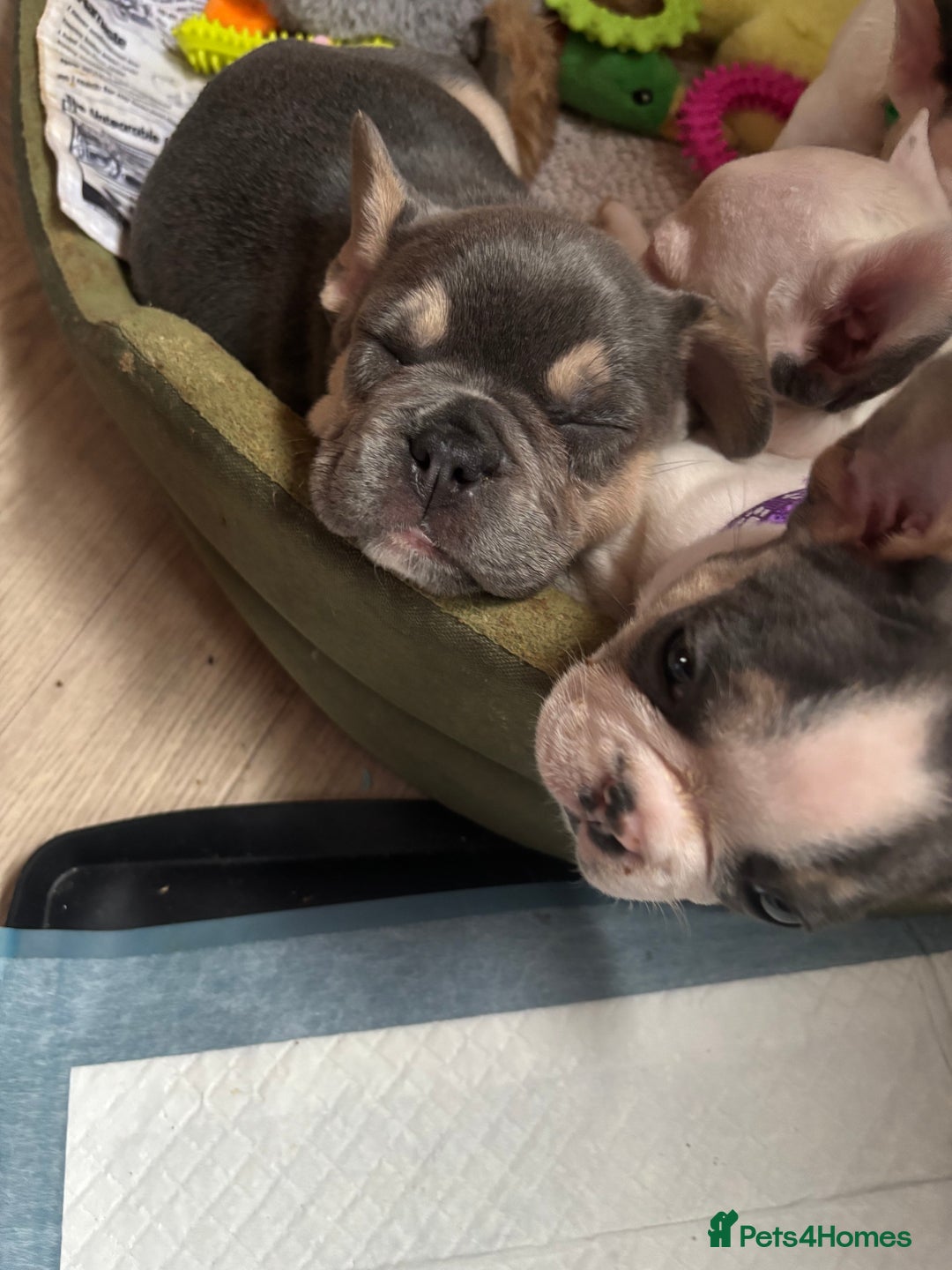 French Bulldog dogs for sale: Chunky French bulldog pups 4 girls  - Image 14