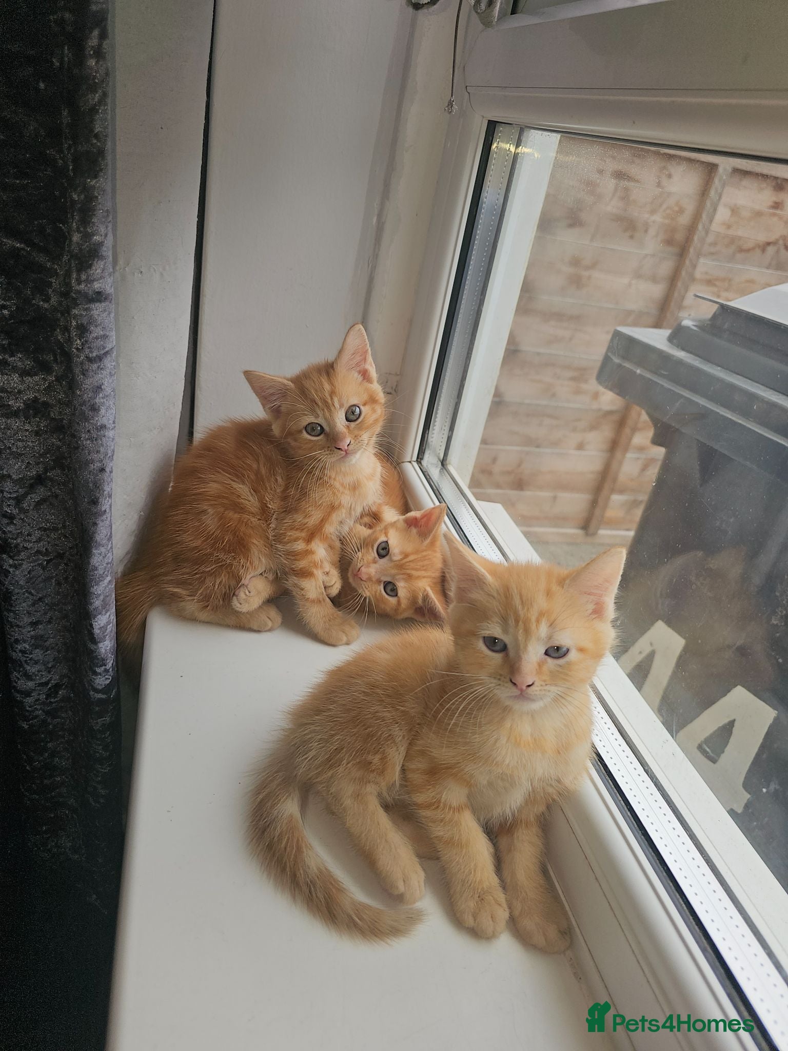 Mixed Breed cats 4 beautiful kittens left ready now !!!  - Advert 1