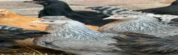 Chickens poultry for sale: Crested Cream Legbar  - Advert 1