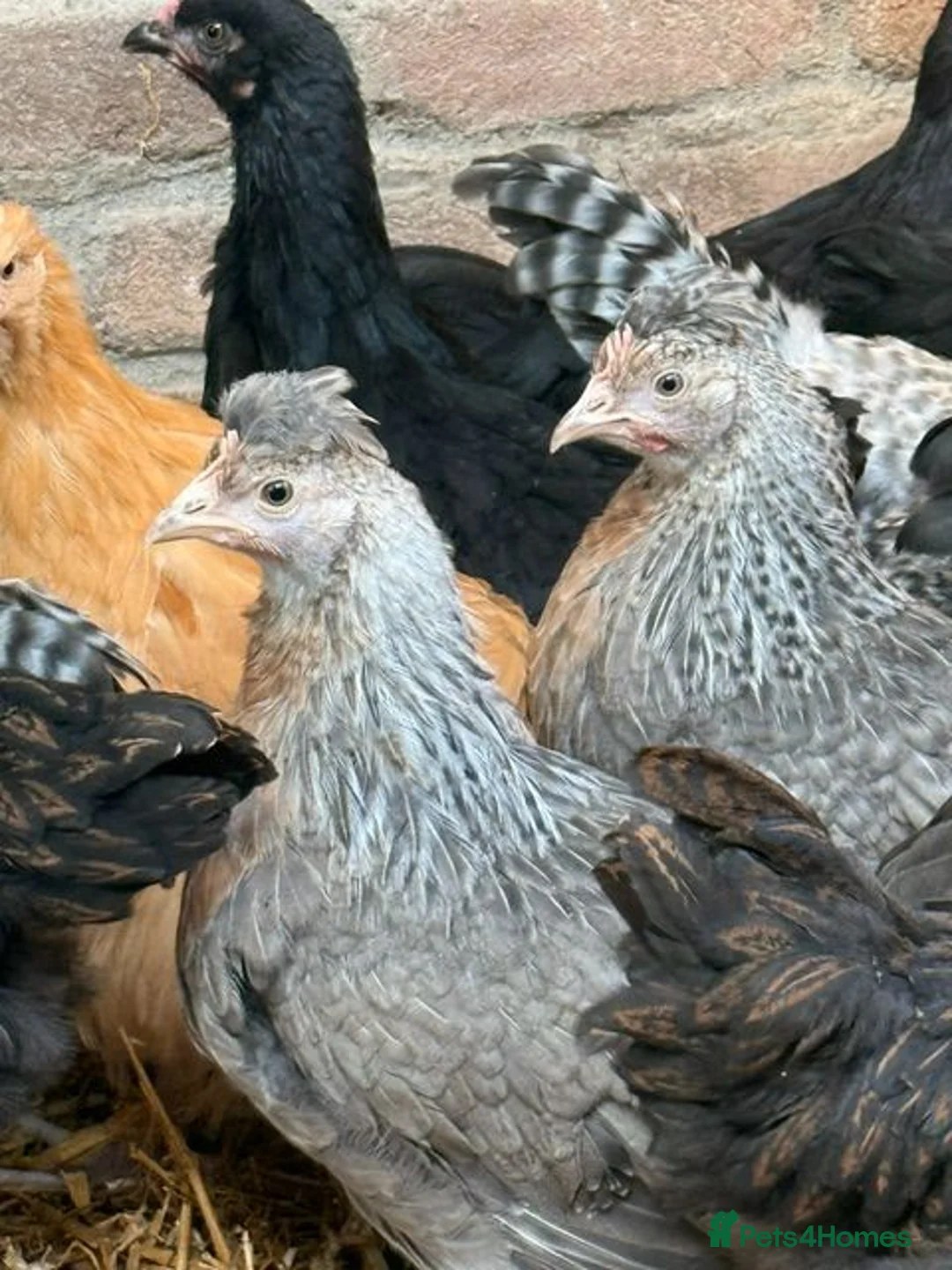 Chickens poultry for sale: Crested Cream Legbar  - Advert 1
