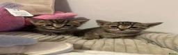 Mixed Breed cats for sale: British short hair/longhair mixed Maine coon - Advert 6