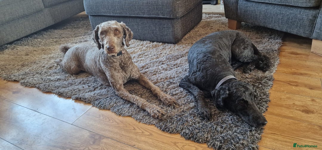 Labradoodle dogs for sale: Mother and daughter  - Image 9