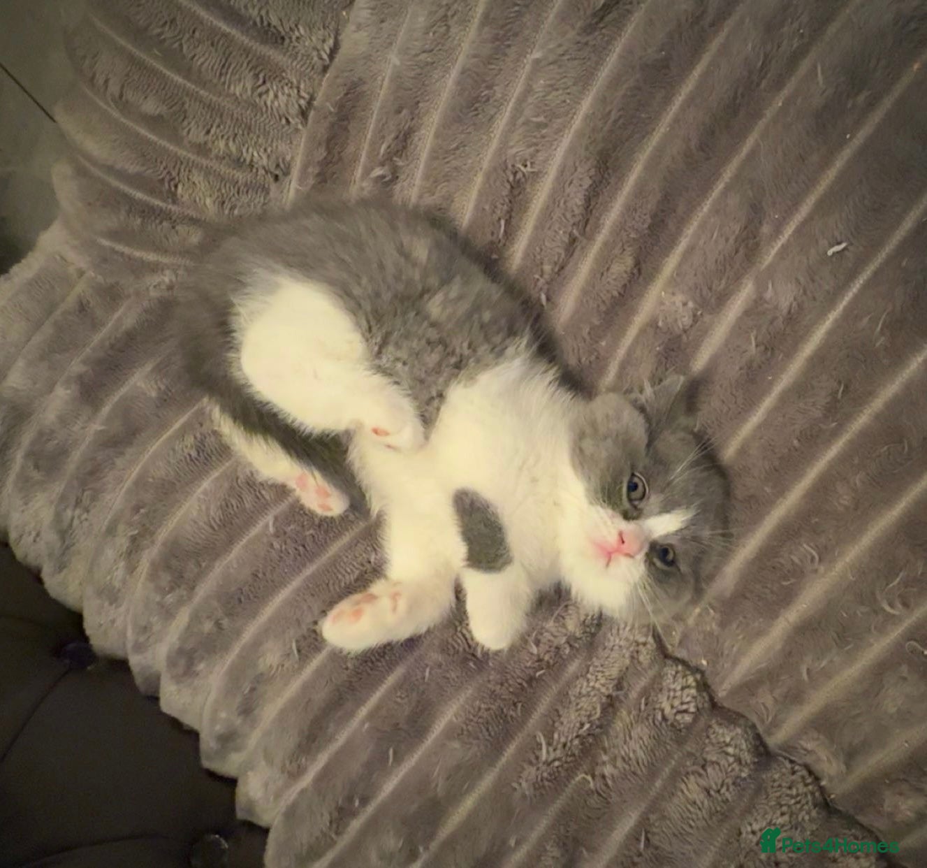 British Shorthair cats GGCF REGISTERED stunning blue bi colour male 🩵 - Advert 14