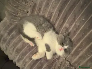 British Shorthair cats GGCF REGISTERED stunning blue bi colour male 🩵 - Advert 14