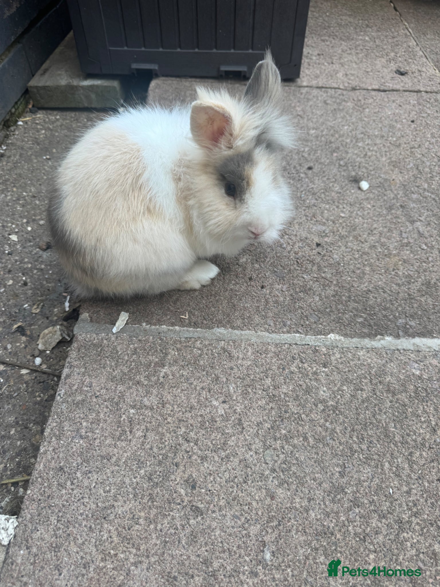 Lionhead rabbits Rehoming - Advert 1