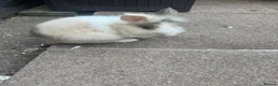 Lionhead rabbits for sale: Rehoming - Advert 1