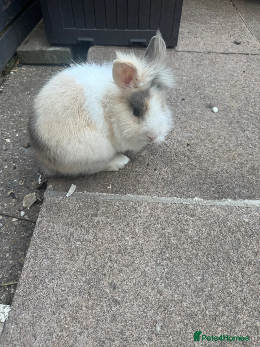 Lionhead rabbits for sale: Rehoming - Advert 1
