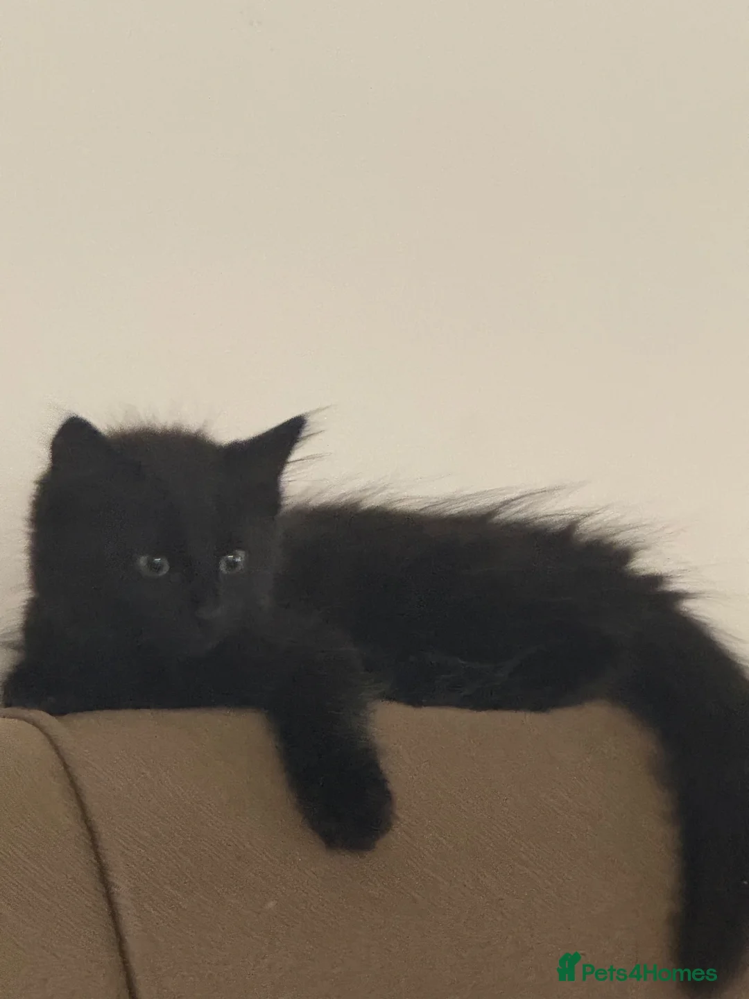Domestic Shorthair cats for sale: Two beautiful Fluffy kittens for sale in Edgware - Advert 2