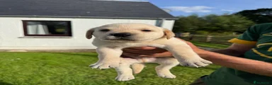 Labrador Retriever 4