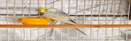 Budgerigars birds for sale: 6 Beautiful Budgies for Sale Including Cage & Food in Stevenage - Advert 8